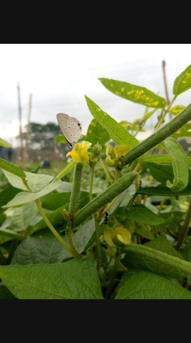Blackgram flower and butterfly