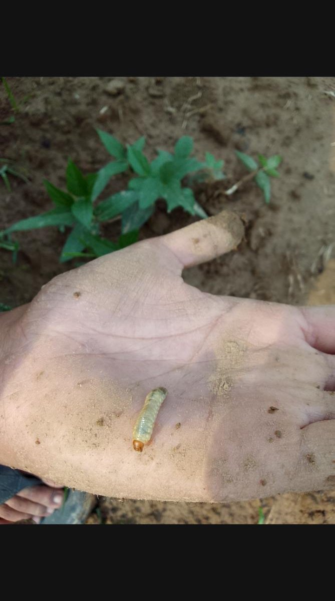 Soil pest larva