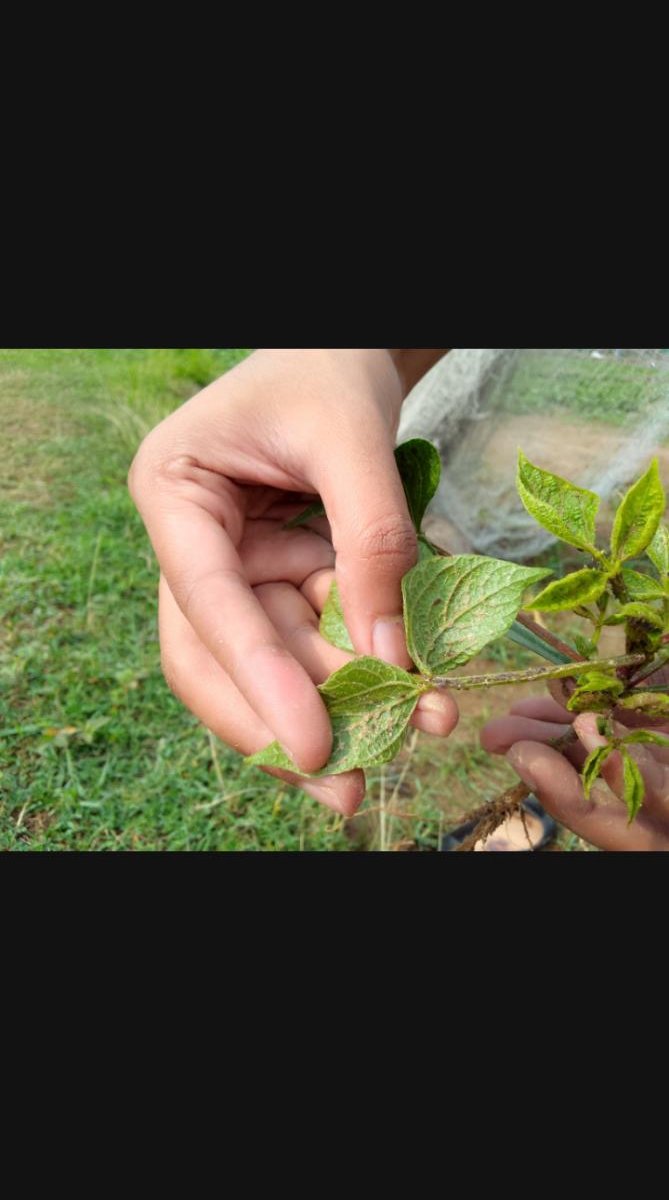 Leaf examination