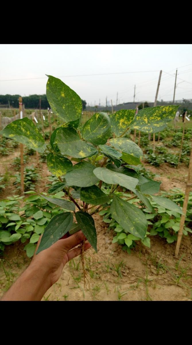 Leaf phenotype