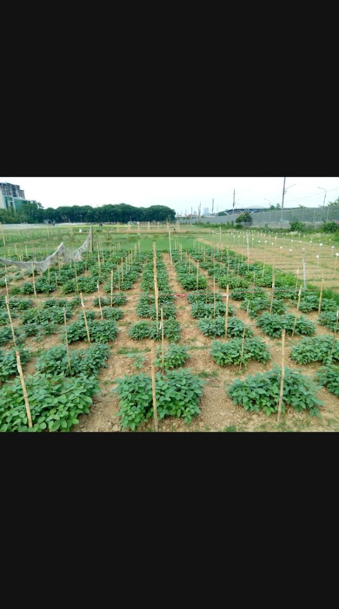 Full trial rows